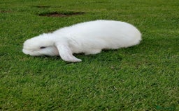 Mini Lop rabbits for sale: Two beautiful mini lop girls  - Image 5