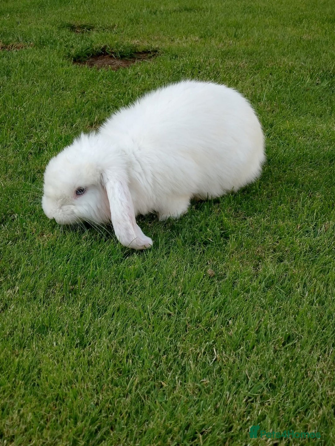 Mini Lop rabbits for sale: Two beautiful mini lop girls  - Image 5