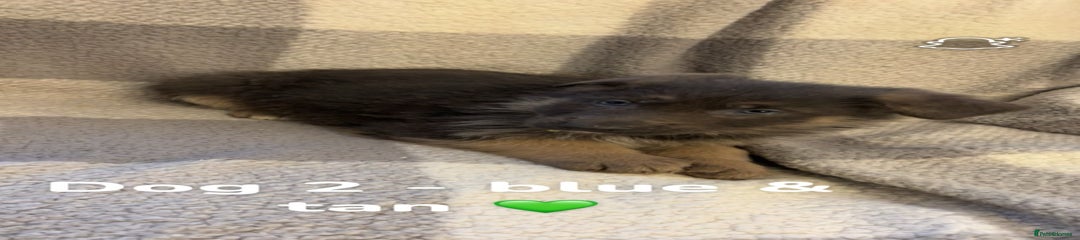 German Shepherd Puppy 2