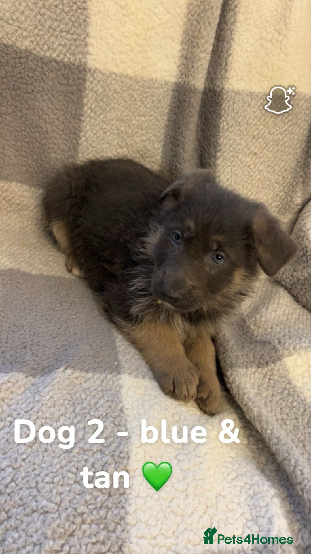 German Shepherd dogs for sale: Beautiful litter of coloured German shepherds!  - Advert 13