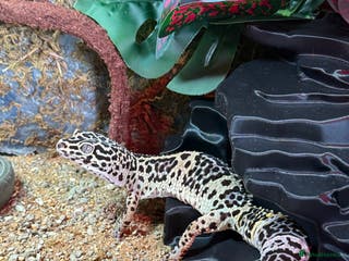 Leopard Gecko reptiles Leopard Gecko - Advert 8