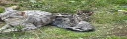 Bengal cats for sale: 4 beautiful Bengal Kittens - Advert 9