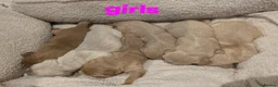 Golden Retriever dogs for sale: Golden retriever champion bloodline puppies. - Advert 32