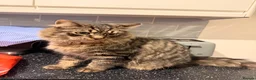 Siberian cats for sale: Beautiful Cat Looking for a Loving Home 🐱 - Advert 2