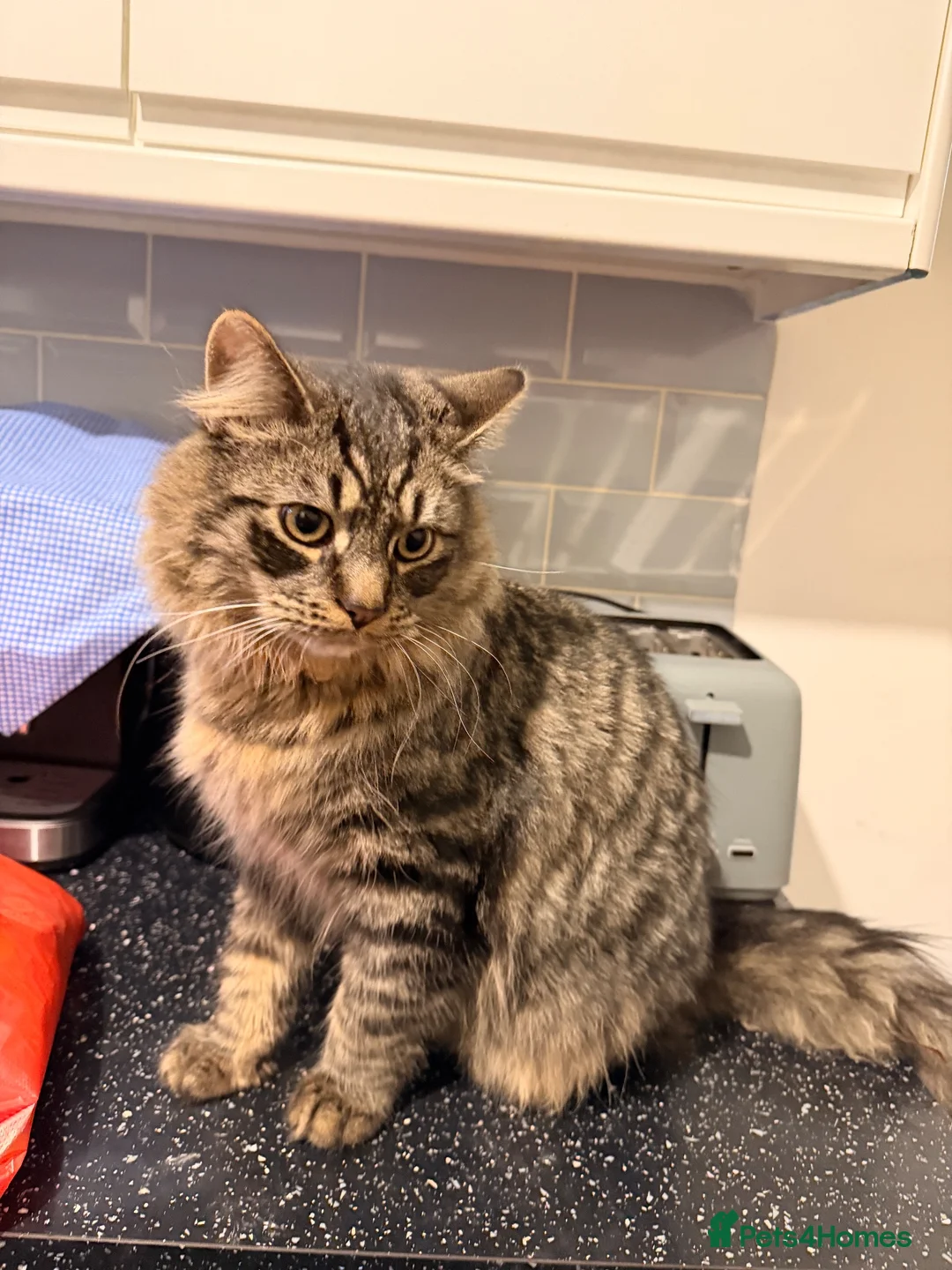 Siberian cats for sale: Beautiful Cat Looking for a Loving Home 🐱 - Advert 2