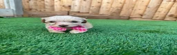 Cockapoo dogs for sale: 🐾 Adorable F1BB Teddy bear toy cockapoos 🐾 - Advert 32