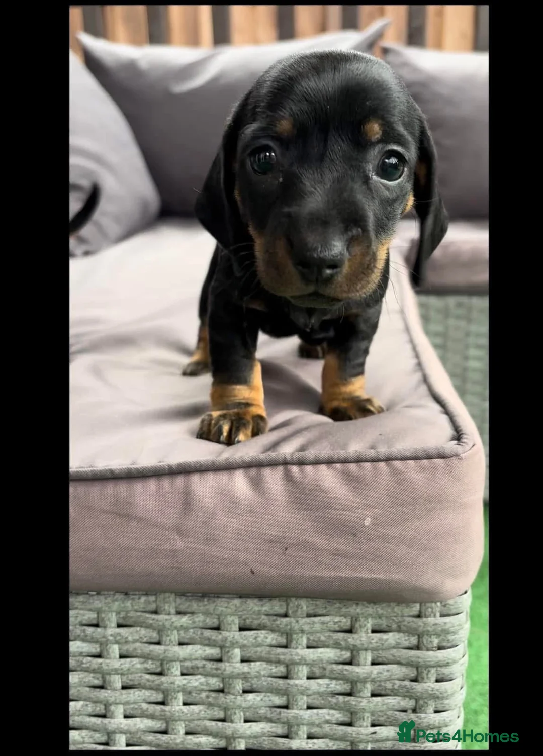 Dachshund dogs for sale: Standard dachshund puppies  - Advert 7