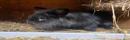 Lionhead rabbits for sale: lionheads  boy looking for new home  - Advert 3