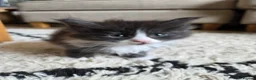 Mixed Breed cats for sale: Long haired kittens for sale in Perth - Advert 5