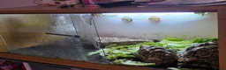 Tortoise reptiles for sale: 2x leapord tortoises  - Advert 2