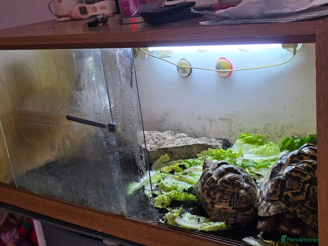 Tortoise reptiles for sale: 2x leapord tortoises  - Advert 2