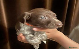 German Shorthaired Pointer dogs for sale: Stunning Litter of GSP puppies - Image 11