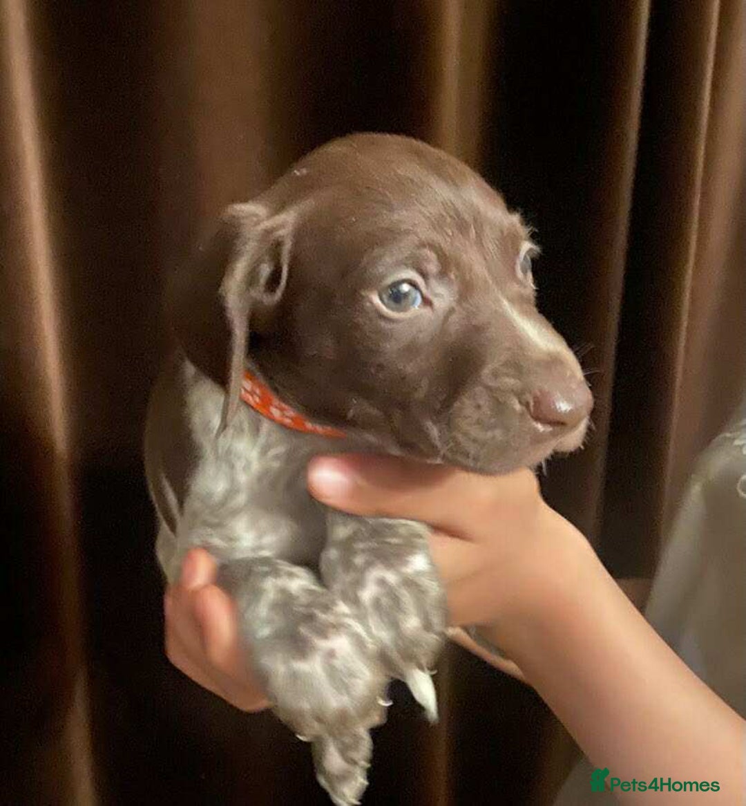 German Shorthaired Pointer dogs for sale: Stunning Litter of GSP puppies - Image 11