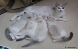 Ragdoll cats for sale: RAGDOLL SEAL POINT BLUE EYES READY NOW! - Image 18