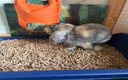Mini Lop rabbits for sale: 3 x Mini Lops for sale - Image 8