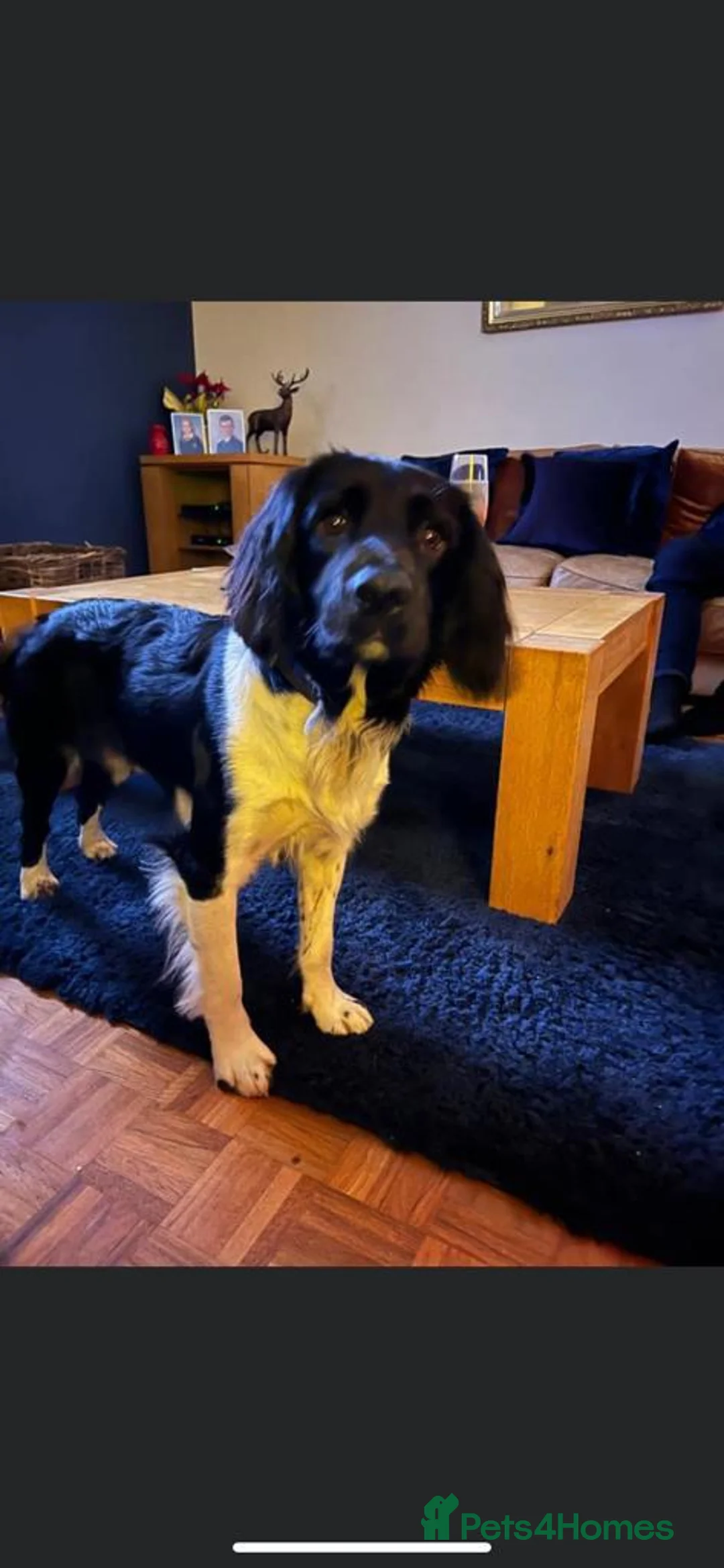 English Springer Spaniel dogs for stud: Working English Springer Spaniel Stud Health Test in Chelmsford - Advert 36