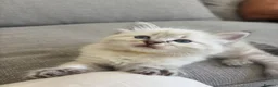 Mixed Breed cats for sale: Ragdoll Siberian Neva Masquerade Kittens - Advert 23