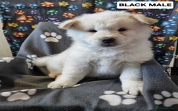 Mixed Breed dogs for sale: Chowski pups - Image 8