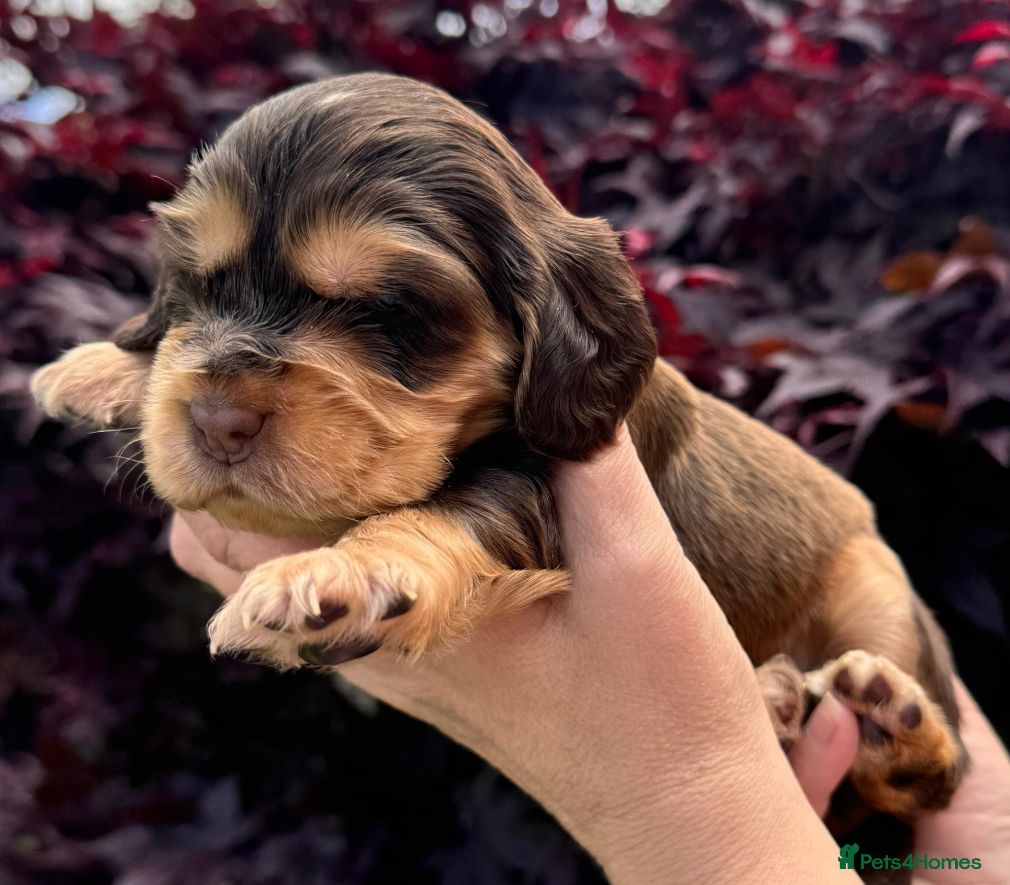 Cocker Spaniel dogs 💜💛🩷 OUTSTANDING KC SHOW COCKER SPANIELS 🌟 - Advert 1
