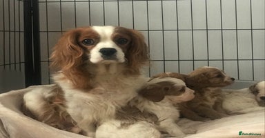 Cavapoo dogs - Advert 15