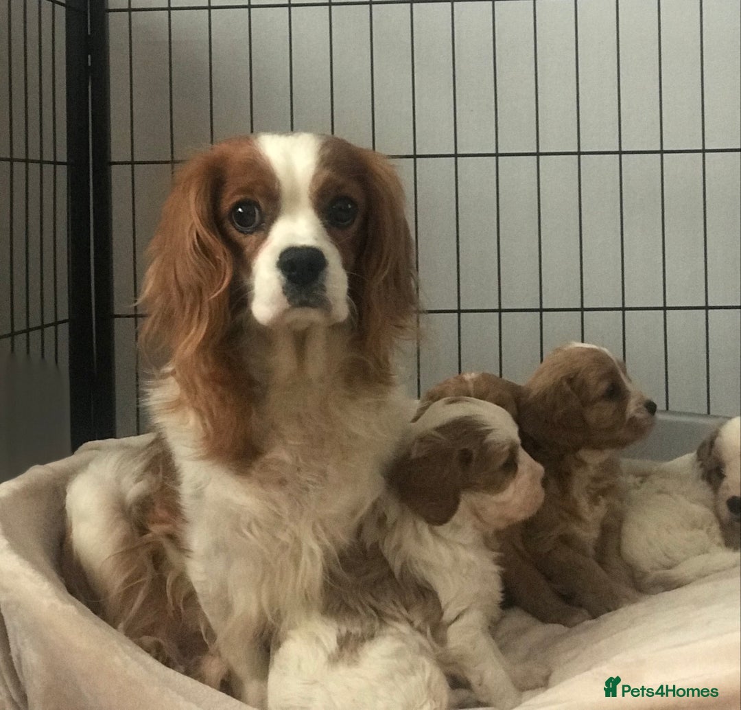 Cavapoo dogs for sale: 🐶🐩ADORABLE MINIATURE CAVAPOOS🐩🐶 - Image 5