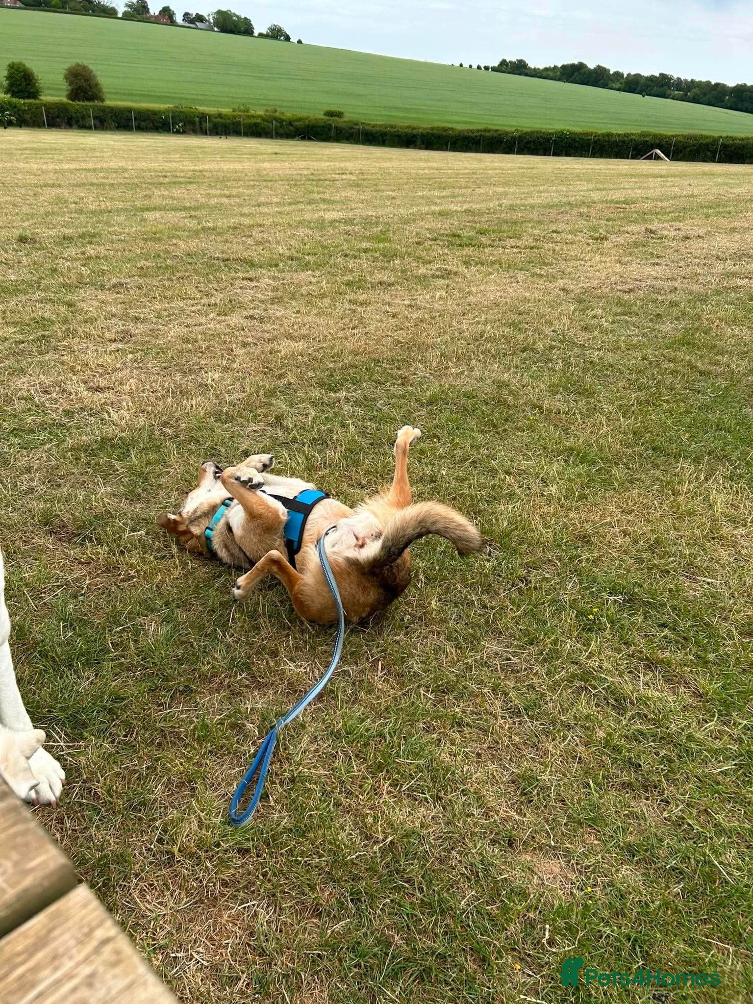 Mixed Breed dogs MARLEY - FOR ADOPTION  - Advert 1