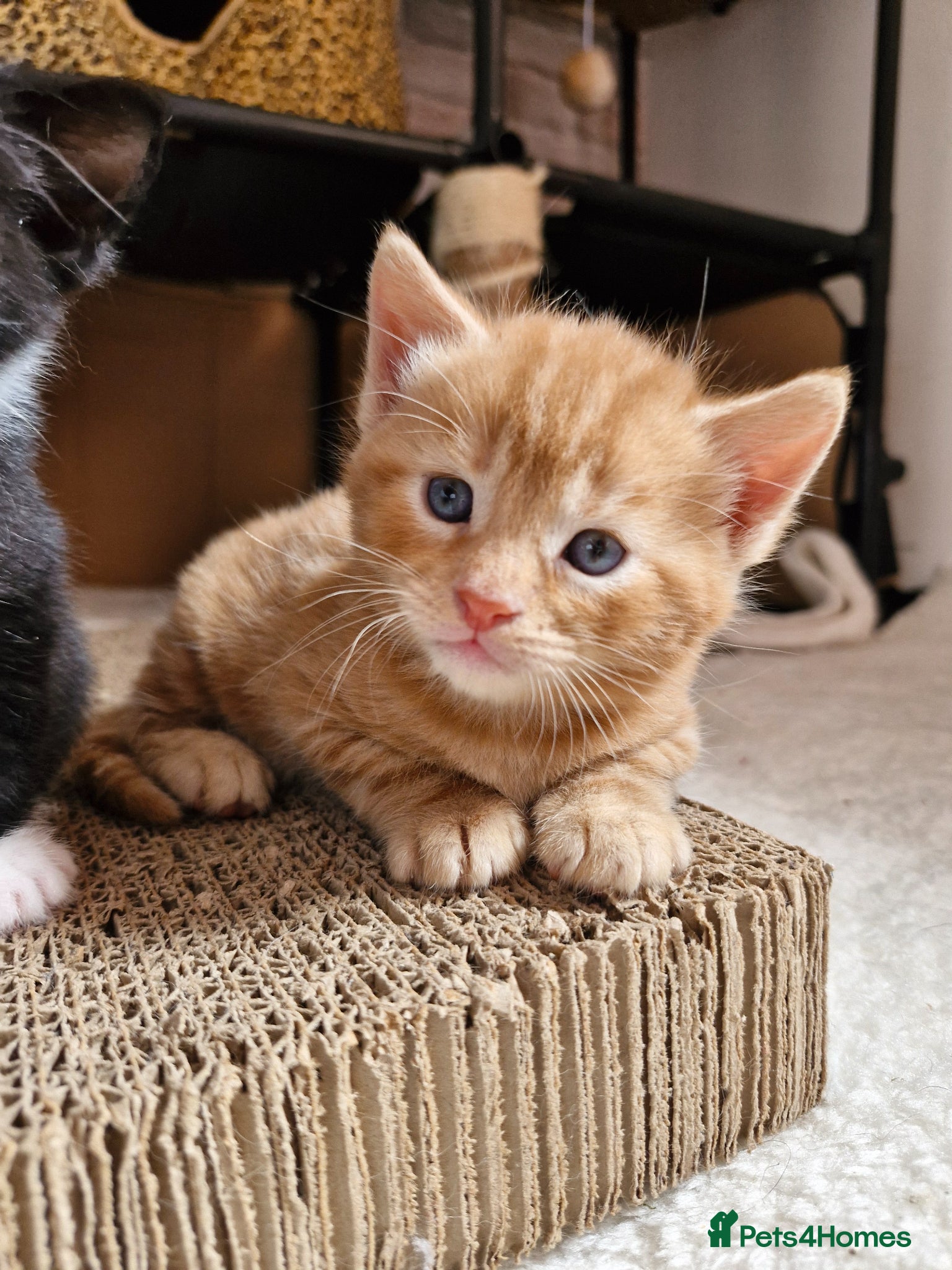 Mixed Breed cats for sale: Cute ginger kittens 1 short haired 2 fluffy  in Liverpool - Advert 15
