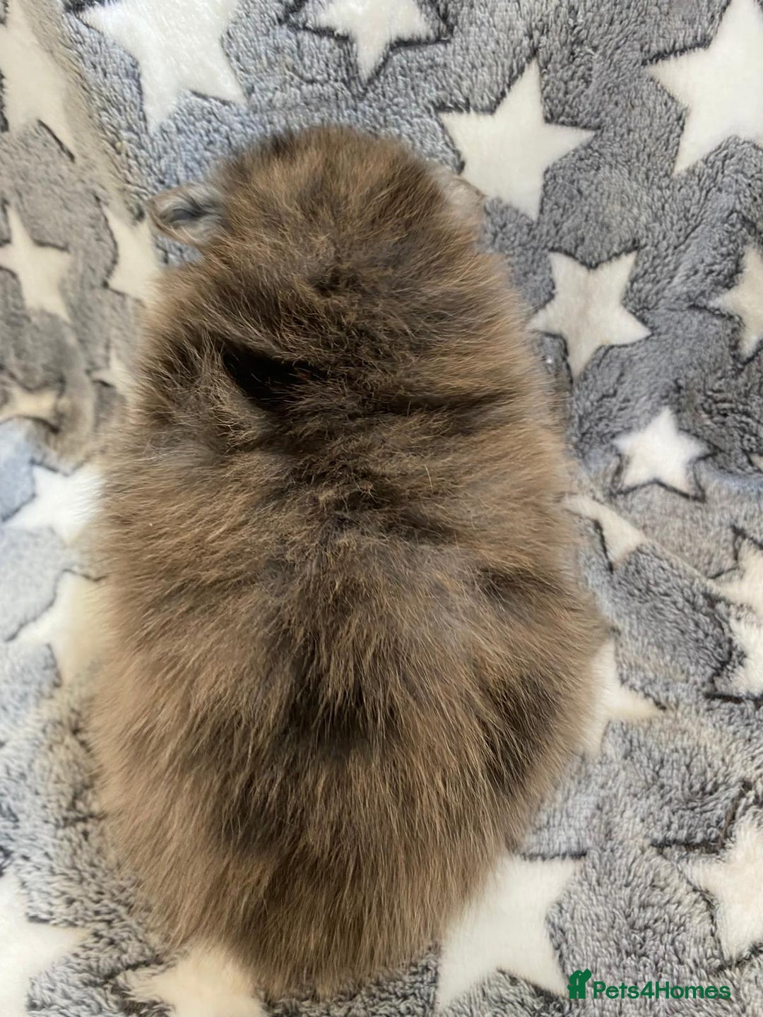 Pomeranian dogs for sale: Pomeranian puppies - Image 22