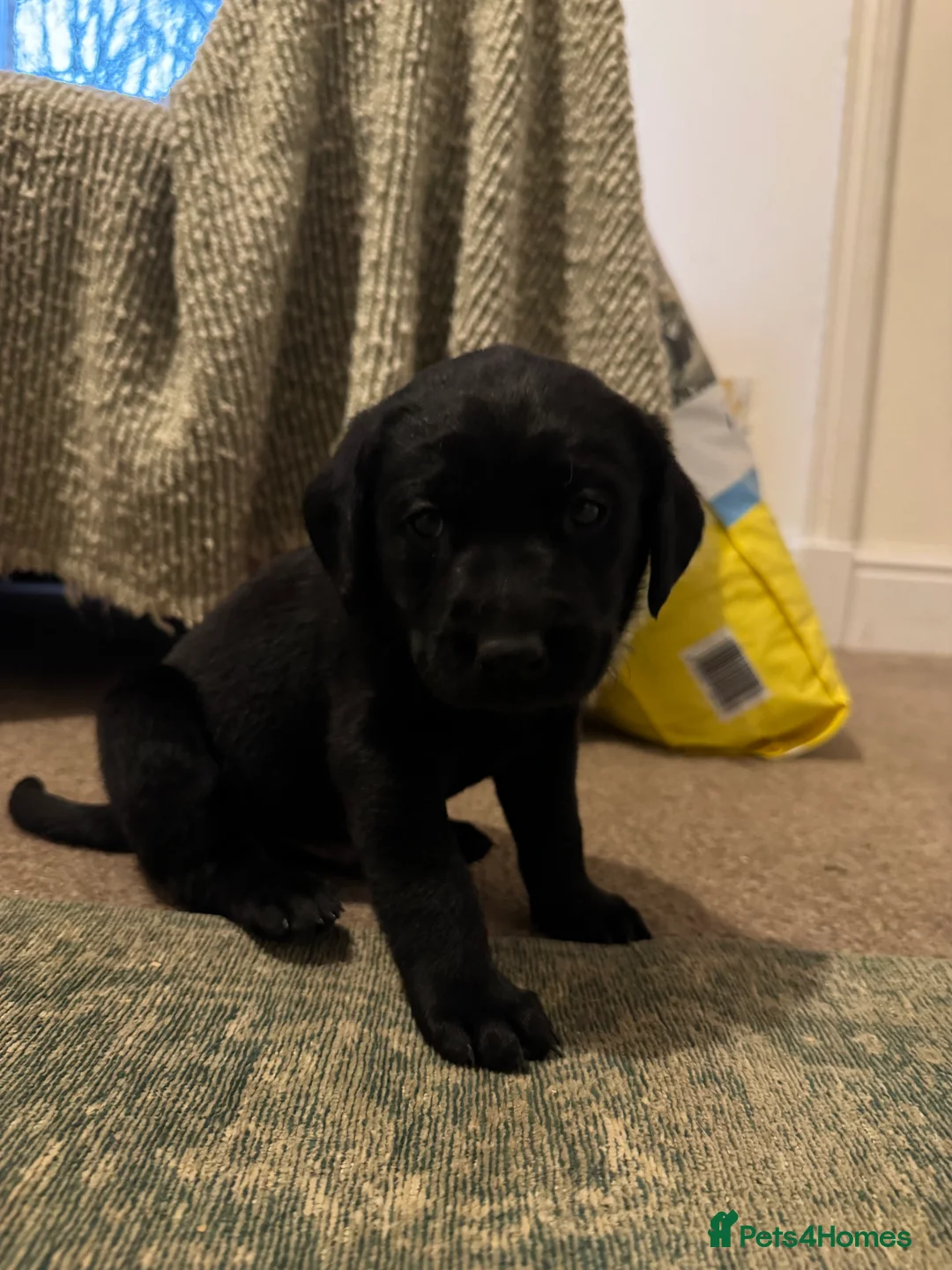 Labrador Retriever dogs for sale: Beautiful KC registered Lab boys  - Advert 6