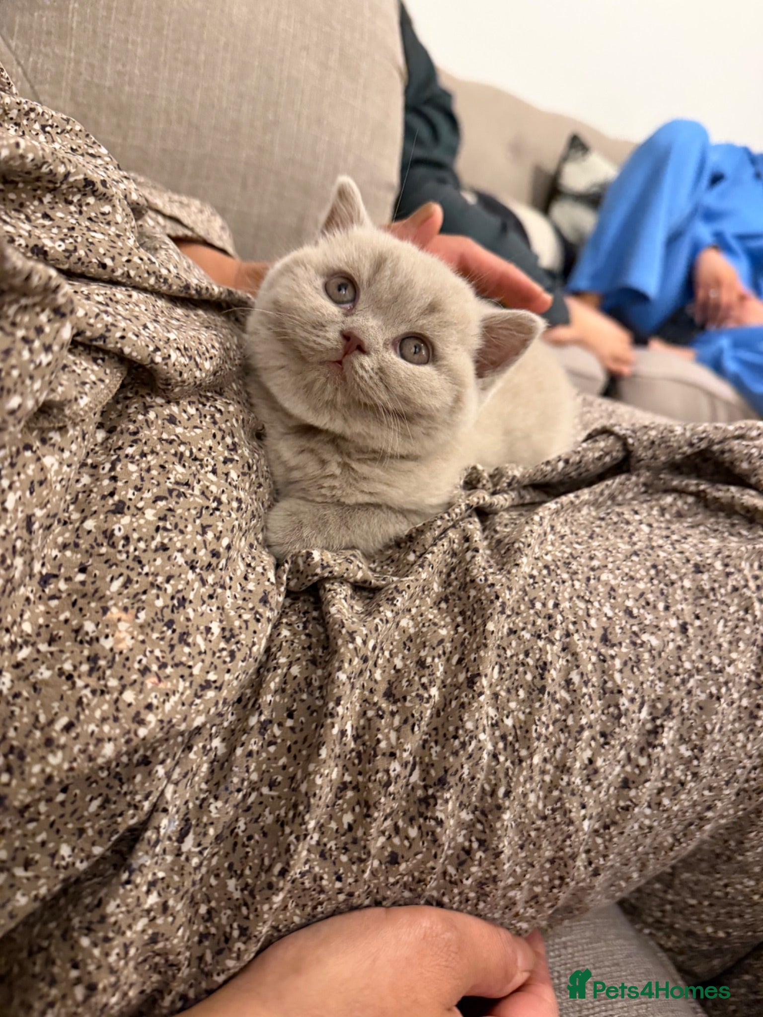 British Shorthair cats Only 2 left-Chunky Lilac British Shorthair Kittens - Advert 3