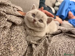 British Shorthair cats Only 2 left-Chunky Lilac British Shorthair Kittens - Advert 18