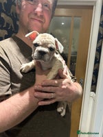 French Bulldog dogs - Advert 8