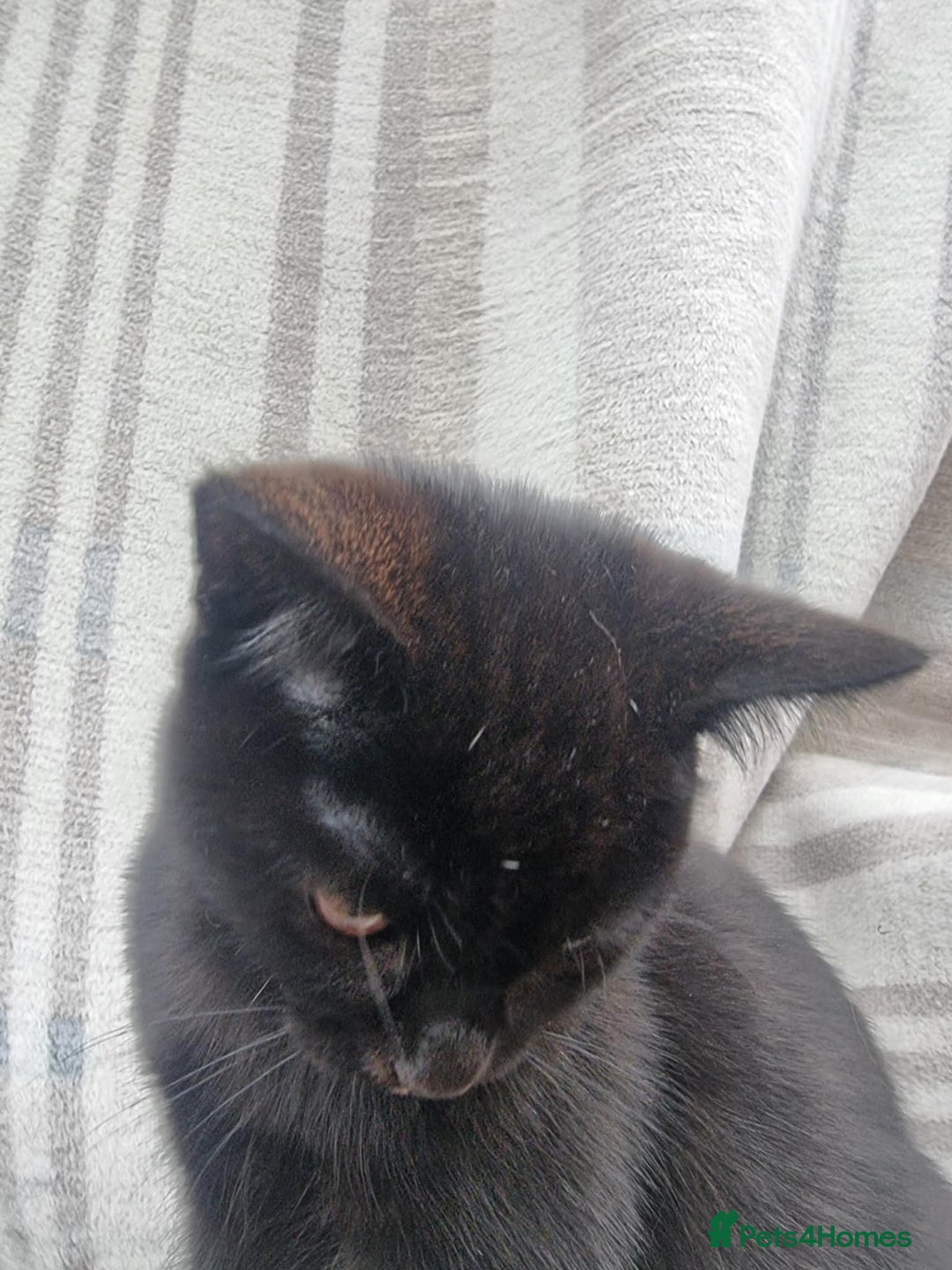 Mixed Breed cats for sale: Two black beauty  - Image 14