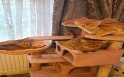 Abyssinian cats for sale: Abisinian kittens  - Image 12