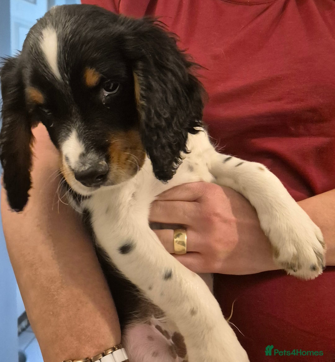 Cocker Spaniel dogs for sale: Working cocker spaniel  - Image 5