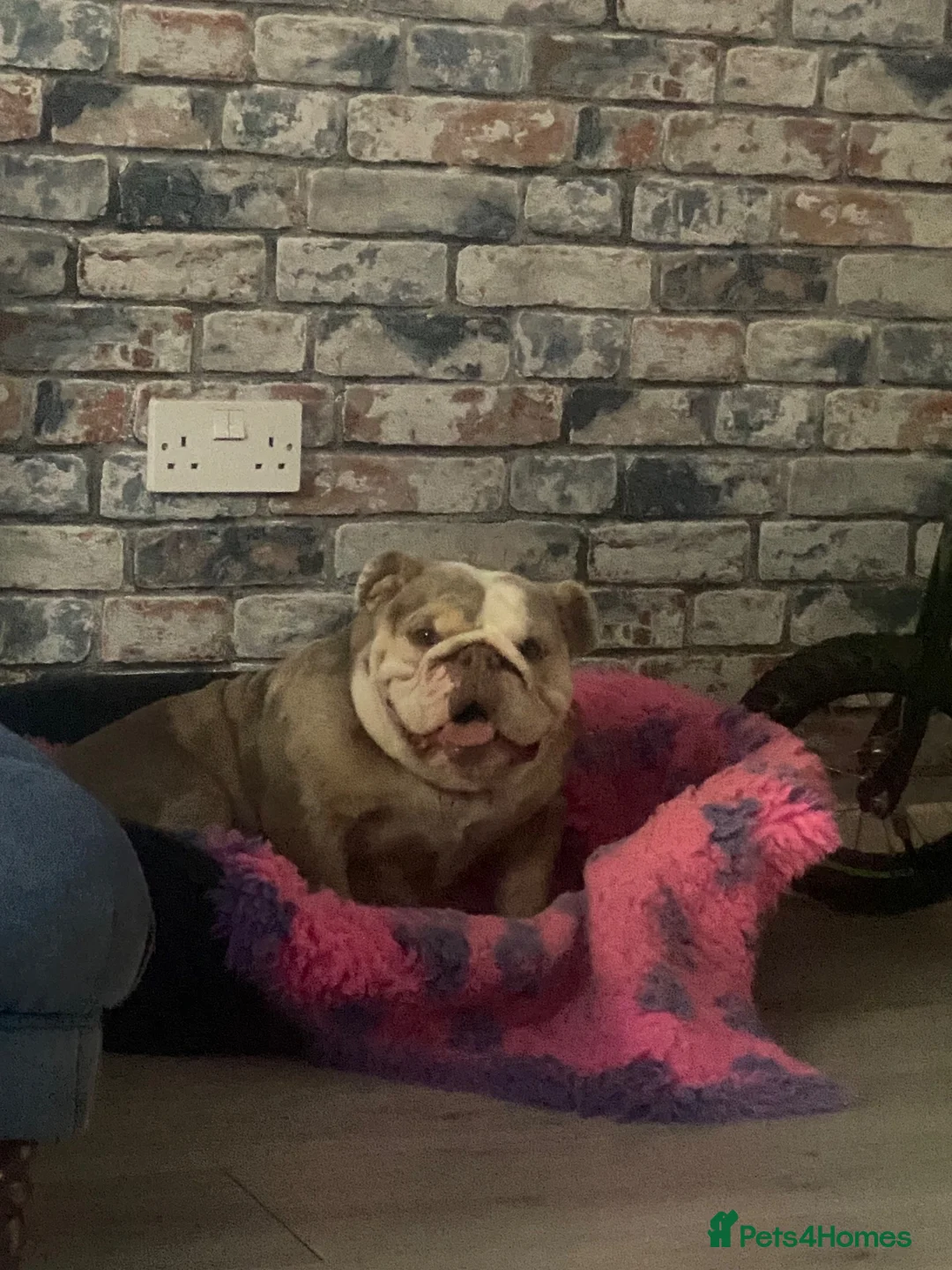 English Bulldog dogs for sale: English bull dog female murl in Church Stretton - Advert 3