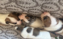 Jack Russell dogs for sale: Jack Russel pups  - Image 6