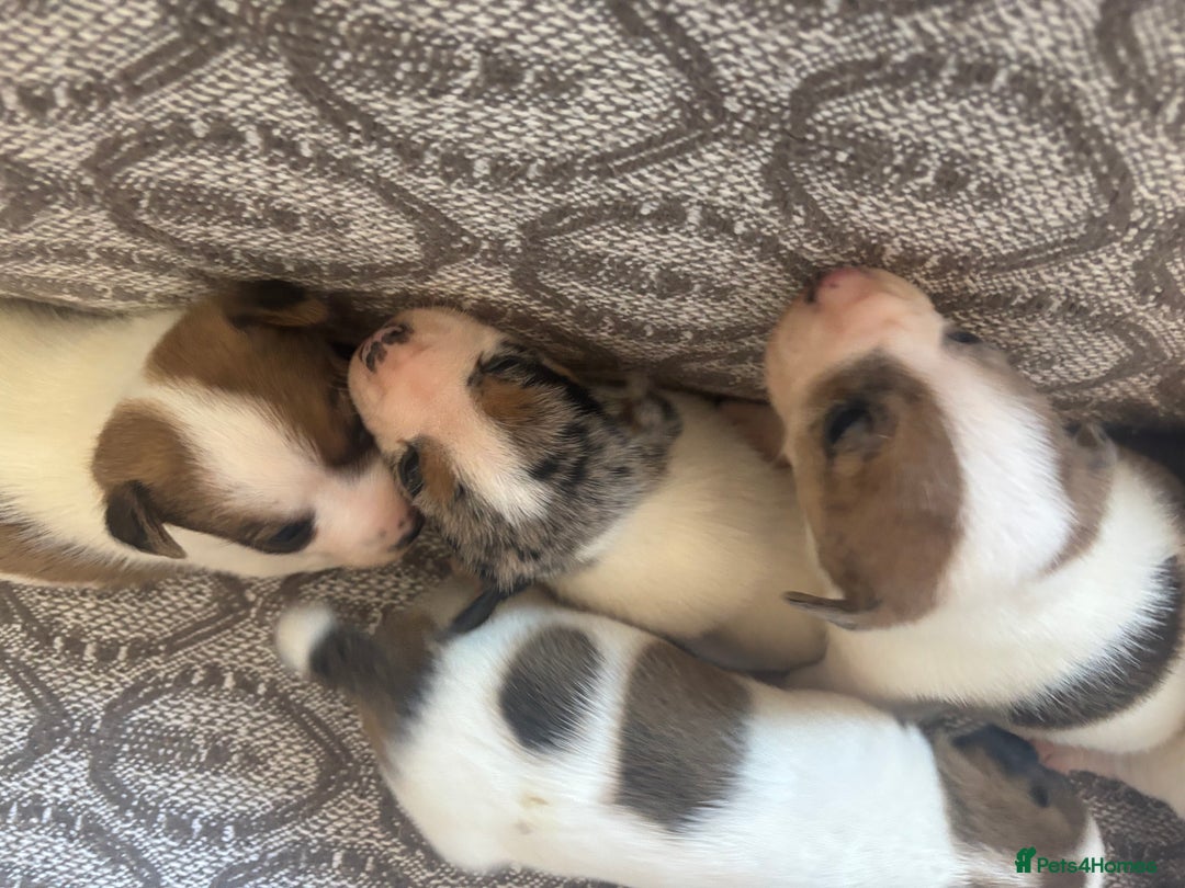 Jack Russell dogs for sale: Jack Russel pups  - Image 6