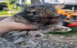 Mixed Breed rabbits for sale: Beautiful baby rabbits for sale - Image 6