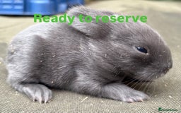 Mini Lop rabbits for sale: Rabbits for sale  - Image 2