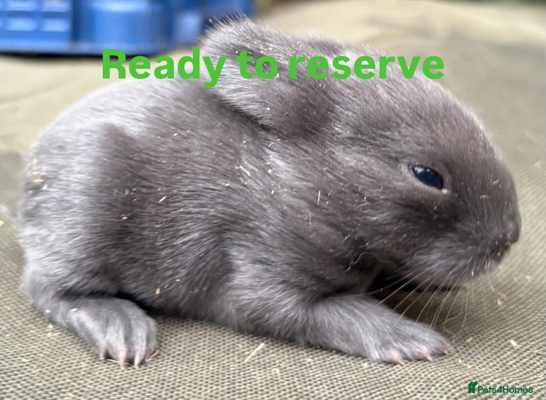 Mini Lop rabbits for sale: Rabbits for sale  - Image 2