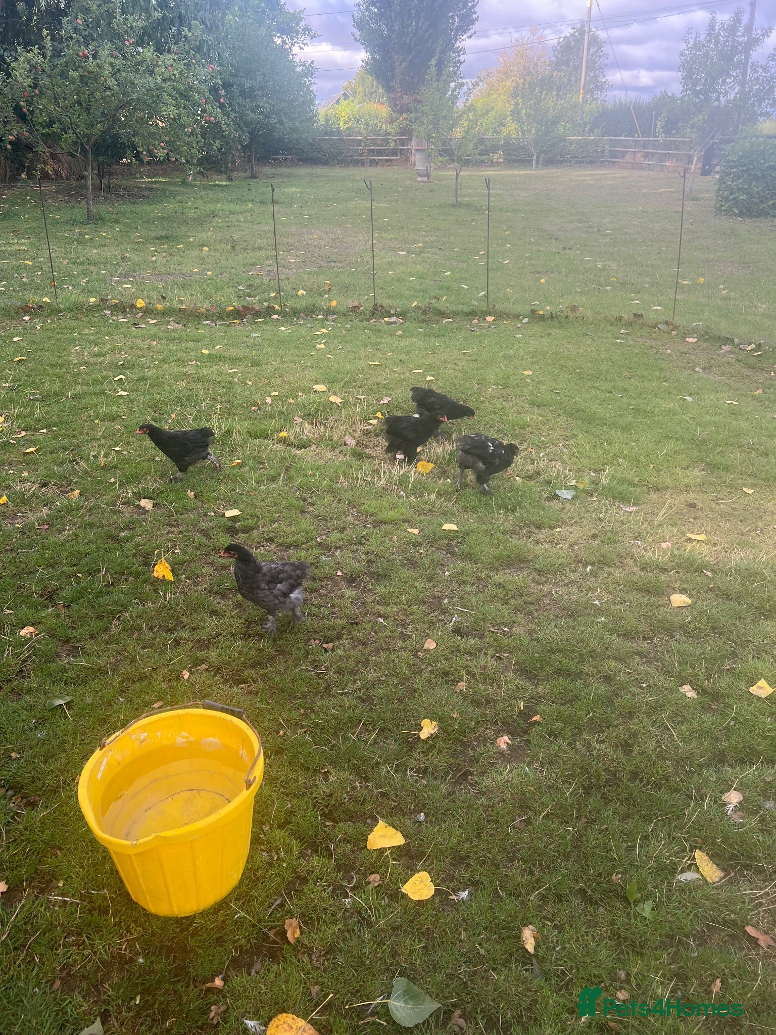 Chickens poultry Brahma hens  - Advert 1