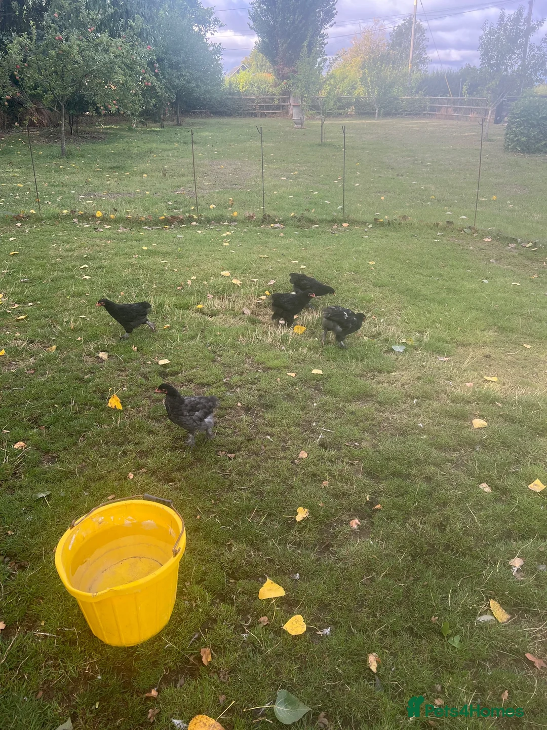 Chickens poultry for sale: Brahma hens  in Chinnor - Advert 1
