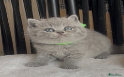 British Shorthair cats for sale: Absolutely beautiful BSH kittens  - Image 33