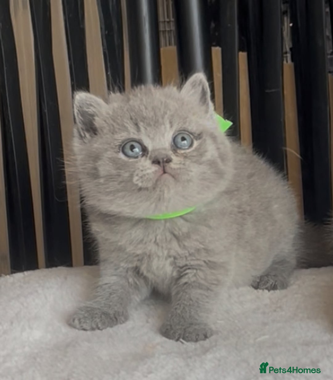 British Shorthair cats for sale: Absolutely beautiful BSH kittens  - Image 33