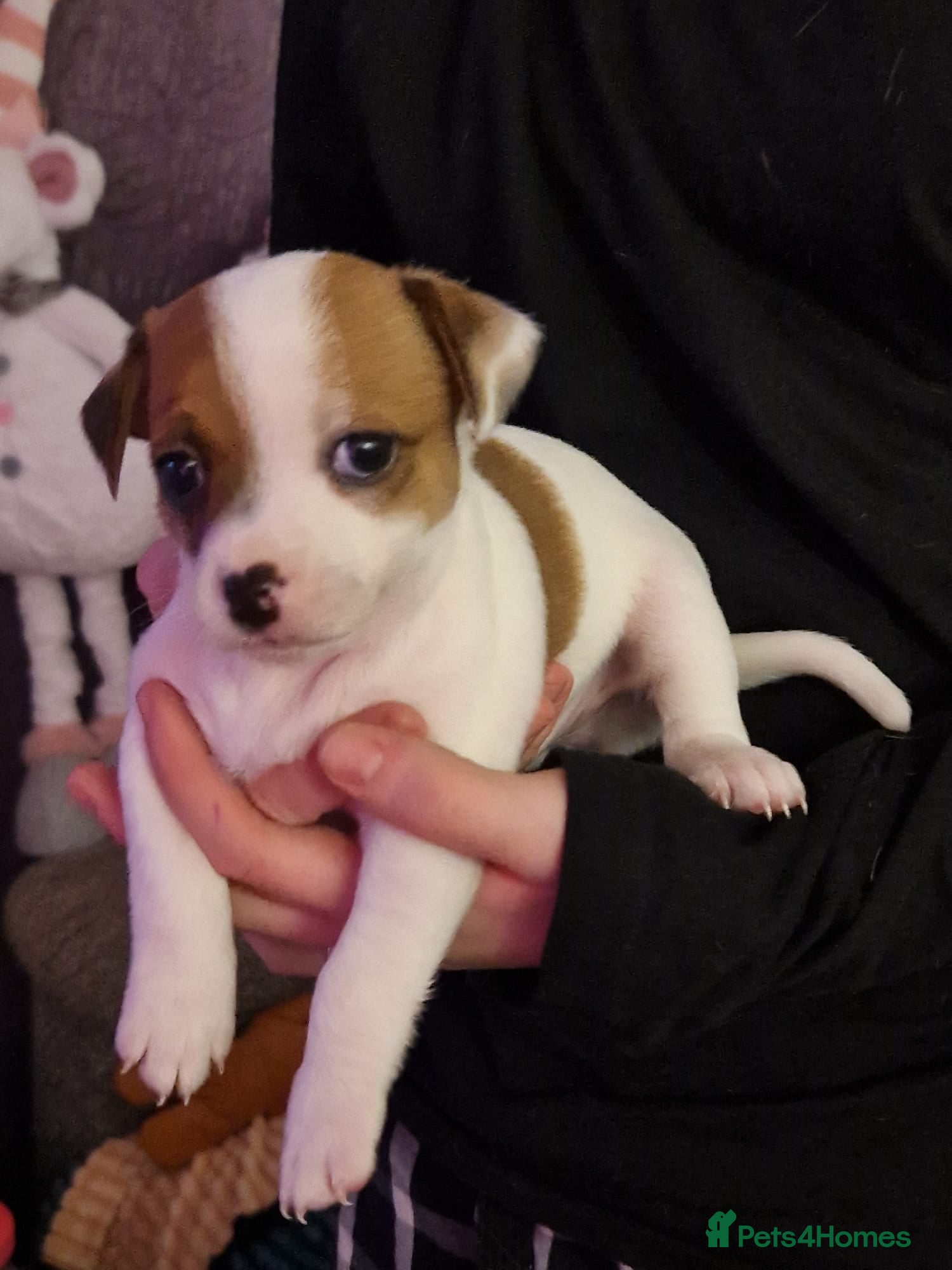 Mixed Breed dogs Jackchis so adorable  - Advert 19