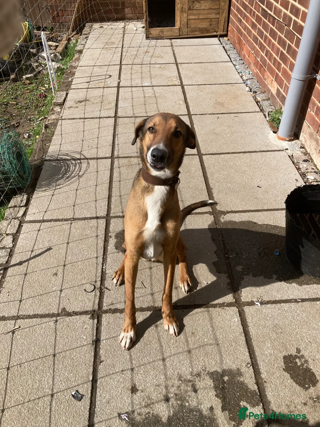 Mixed Breed dogs for sale: Greyhound mix in Beverley - Advert 1
