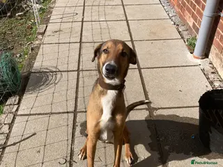 Mixed Breed dogs Greyhound mix - Advert 10