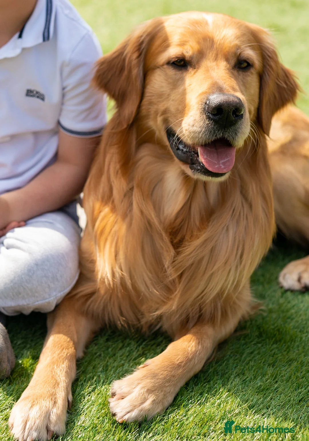 Golden Retriever dogs for sale: KC Registered Golden Retriever Puppies - Advert 6