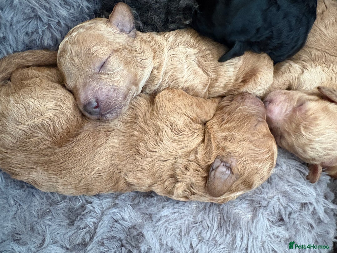 Cavapoo dogs for sale: Beautiful cavapoo puppies from a family home - Advert 12